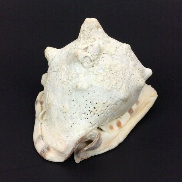 Queen Helmet Conch Shell 6x5x4 White Brown Nautical Tropical Decor Crafts - Picture 6 of 6
